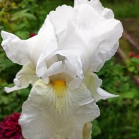 IMG_20230513_204021.jpg