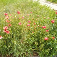 IMG_20230514_063537.jpg