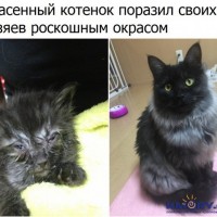 Котенок.jpg