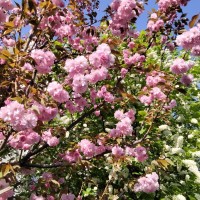 IMG_20250407_171507.jpg