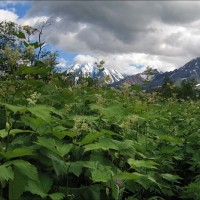 Камчатка: место, где начинается Россия Шаломайник.jpg