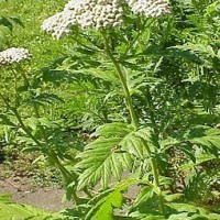255px-Tanacetum_macrophyllum-Stueber.jpg